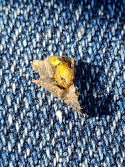 Pseudorchestes pratensis