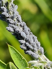 Aphis craccae