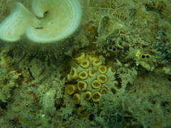 Cladocora caespitosa