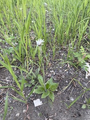 Erigeron glabellus pubescens