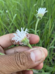 Erigeron glabellus pubescens