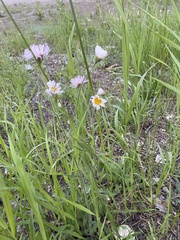 Erigeron glabellus pubescens