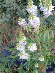 Galega officinalis