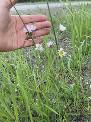 Erigeron glabellus pubescens