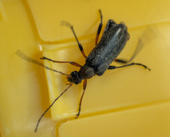 Cortodera femorata