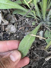 Erigeron glabellus pubescens