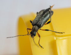 Cortodera femorata