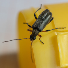 Cortodera femorata