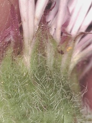 Erigeron glabellus pubescens