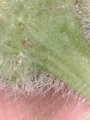 Erigeron glabellus pubescens