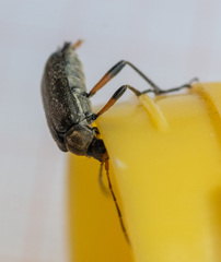 Cortodera femorata