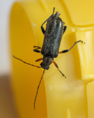 Cortodera femorata