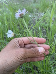 Erigeron glabellus pubescens