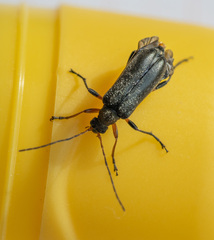 Cortodera femorata