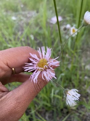 Erigeron glabellus pubescens