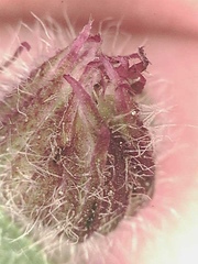 Erigeron glabellus pubescens