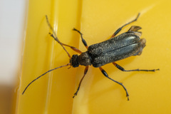 Cortodera femorata