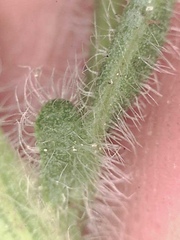Erigeron glabellus pubescens