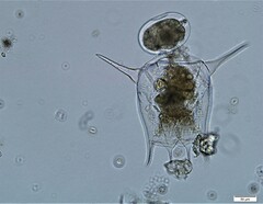 Brachionus calyciflorus