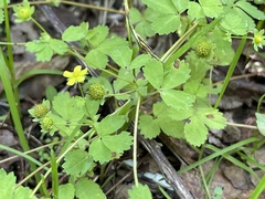 Potentilla centigrana