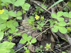 Potentilla centigrana