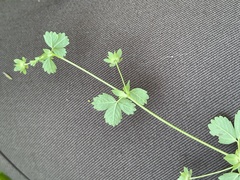 Potentilla centigrana