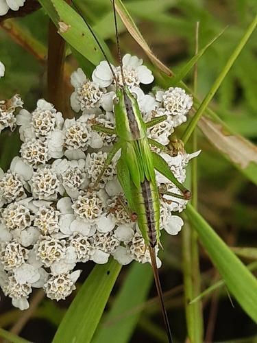 Photo of Long-winged Conehead (Conocephalus fuscus)