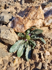 Acanthopsis disperma