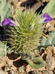 Acanthopsis disperma