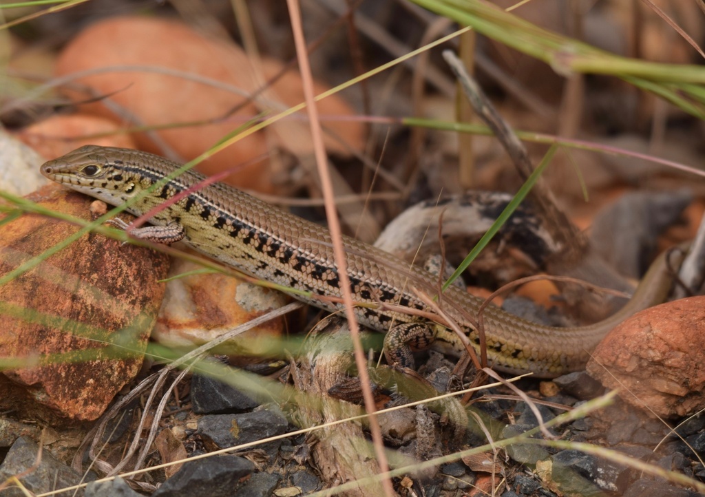 Nullum Ctenotus