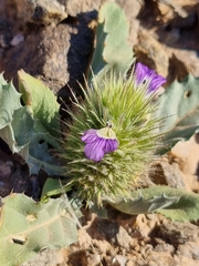 Acanthopsis disperma