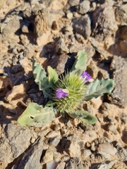 Acanthopsis disperma