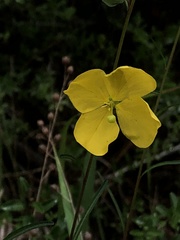 Ludwigia virgata