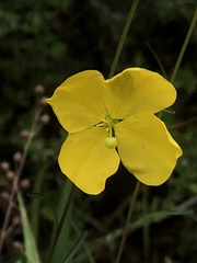 Ludwigia virgata