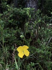 Ludwigia virgata