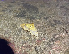 Choristostigma zephyralis