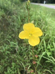 Ludwigia virgata