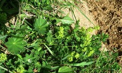 Alchemilla glabra