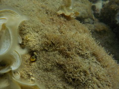 Microlipophrys dalmatinus