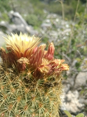 Coryphantha erecta