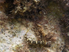 Microlipophrys canevae