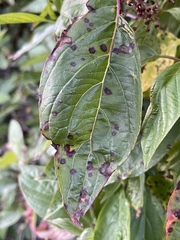 Sphaerulina cornicola