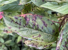 Sphaerulina cornicola