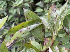 Sphaerulina cornicola