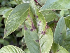 Sphaerulina cornicola