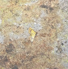 Choristostigma zephyralis