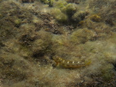 Microlipophrys canevae