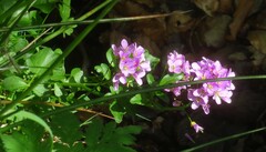 Cardamine raphanifolia