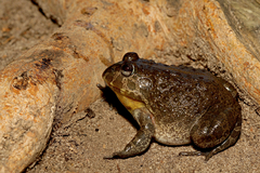 Pyxicephalus angusticeps