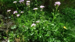 Cardamine raphanifolia